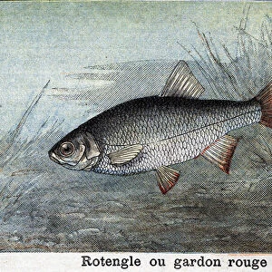 Rotengle or red roach Engraving from 1898