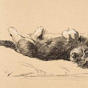 Rough Daschund Puppy Detail, 1930, Illustrations from his Sketch Book used for