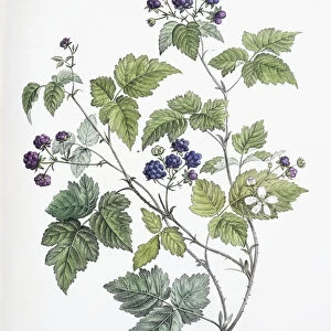 Rubus caesius, 1811-1818 (coloured lithograph)