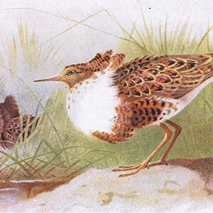 Ruffs and Reeves, from Birds of the British Isles and Their Eggs published by Frederick