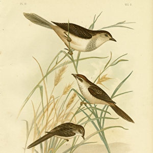 Old World Warblers Collection: Little Grassbird