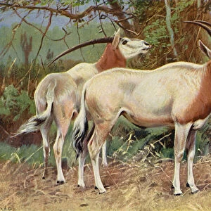 Sable Antelope (colour litho)
