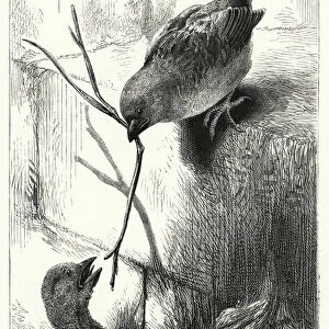 The sagacious sparrows (engraving)