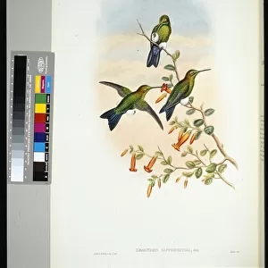 Sapphire-vented Puff-leg (eriocnemis sapphiropygia) (hand-coloured litho)