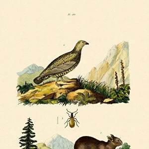 Mammals Collection: Prolagidae
