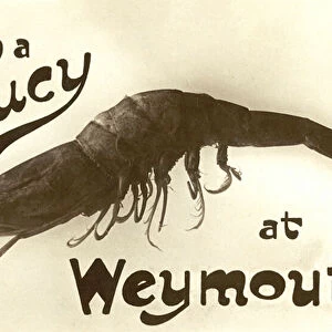 From a saucy prawn at Weymouth, greetings card (litho)