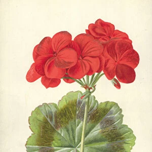 Scarlet Geranium