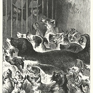 A Scene in the Dogs Home (engraving)