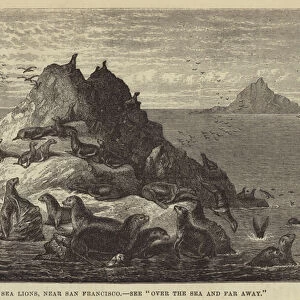 Sea Lions, near San Francisco (engraving)