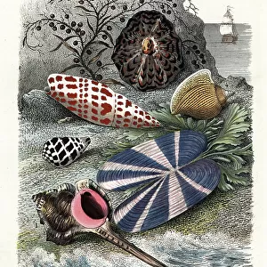 Mollusks Cushion Collection: Mitre Shells