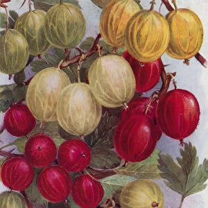 Seven Good Gooseberries (colour litho)