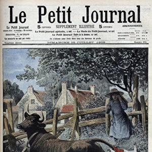 A seven-year-old girl tied her little sister to the tail of a cow - "Le Petit Journal"of July 25, 1909 (engraving)
