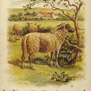 Four Sheep (chromolitho)