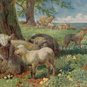 Sheep and lambs in a pasture in spring (colour litho)