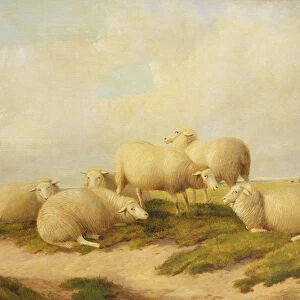 Sheep (oil on canvas)