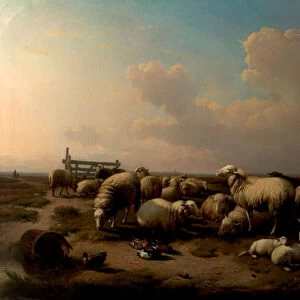 The Sheep (oil on canvas)