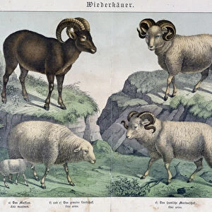 Sheep: Sheep, ram, ibex - in "Histoires naturelles des mammals"