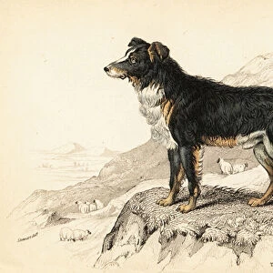 Shepherds dog or sheep dog, Canis lupus familiaris (Canis domesticus)