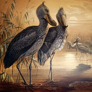 Shoebilled stork, 1861 (colour litho)