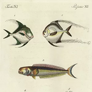 T Collection: Tilefish