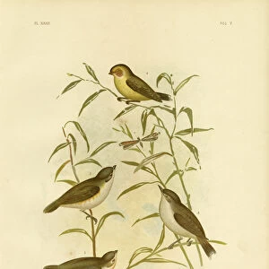 Thornbills And Gerygones Collection: Weebill