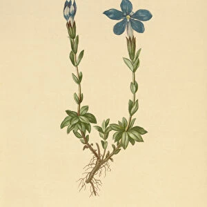 Short-leaved Gentian (Gentiana brachyphylla) (colour litho)
