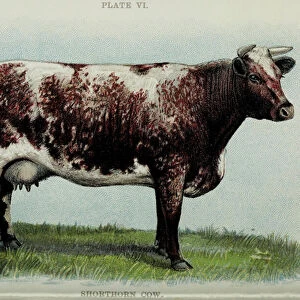 Shorthorn cow, from Biggle Cow Book by Jacob Biggle, 1898 (colour litho)