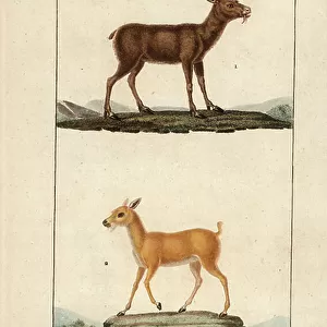 Moschidae Fine Art Print Collection: Forest Musk Deer