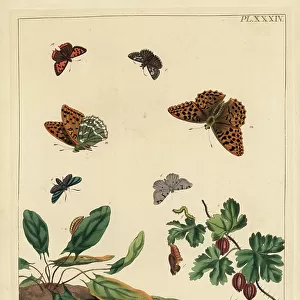 Butterflies Canvas Print Collection: Dingy Skipper