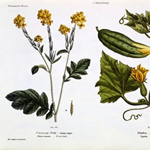 Sinapis nigra (fig 13), Cucumis Sativus (fig 14), from Der Junge Landwirth