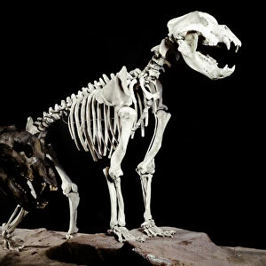Skeleton of the Cave Bear (Ursus spelaeus) from the Caves del Bandito in Roaschia, Italy