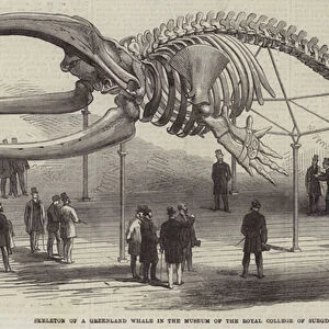 Skeleton of a Greenland Whale in the Museum of the Royal College of Surgeons (engraving)