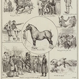 Sketches at the Shire Horse Show, in the Royal Agricultural Hall, Islington (engraving)