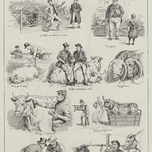 Sketches at the Smithfield Club Cattle Show (engraving)