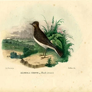 Skylark, 1863-79 (colour litho)