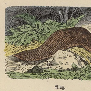 Slug (coloured engraving)