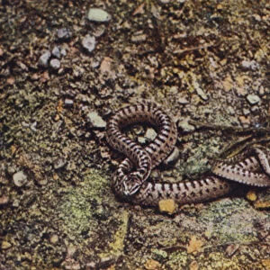 European Smooth Snake
