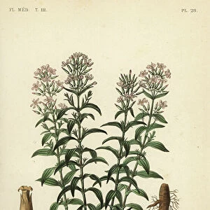 Soapwort or soapweed, Saponaria officinalis, Saponaire officinale