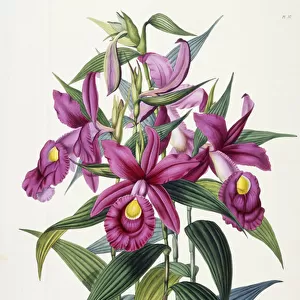 Sobralia Macrantha, c. 1837-43 (hand-coloured litho)