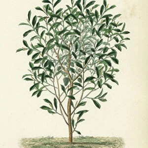 Soursop, graviola or guyabano tree, Annona muricata, Corossol a fruit herisse