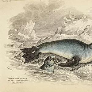 Otariidae Collection: South American Fur Seal