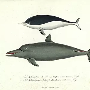 Delphinidae Collection: Pantropical Spotted Dolphin