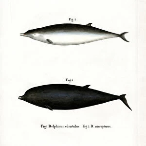 Ziphiidae Framed Print Collection: Sowerbys Beaked Whale