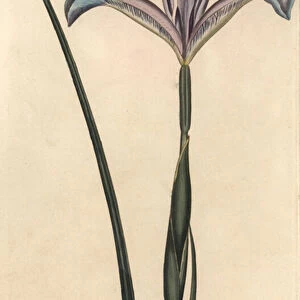 Spanish iris, Iris xiphium. Handcoloured copperplate engraving by F. Sansom of a botanical illustration by Sydenham Edwards for William Curtis Lectures on Botany, as delivered in the Botanic Garden at Lambeth, 1805