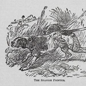 The Spanish Pointer (engraving)
