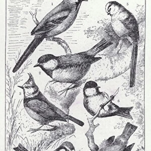 Species of tits (litho)