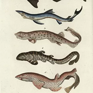 Z Canvas Print Collection: Zebra Shark