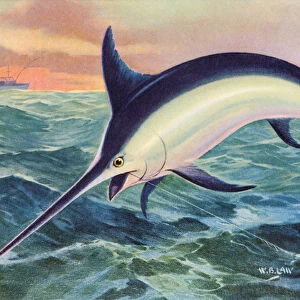 Sport Fishing: Leaping Swordfish, 1950 (colour litho)