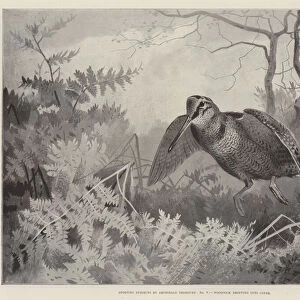 Sporting Subjects, Woodcock dropping into Cover (litho)