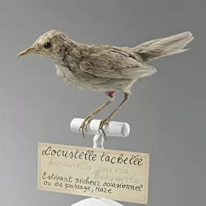 Old World Warblers Mouse Mat Collection: Grasshopper Warbler